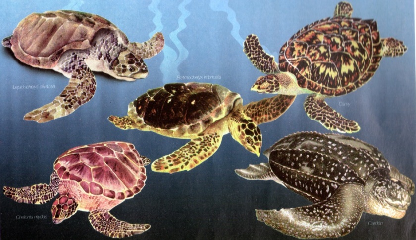 tortugas-marinas